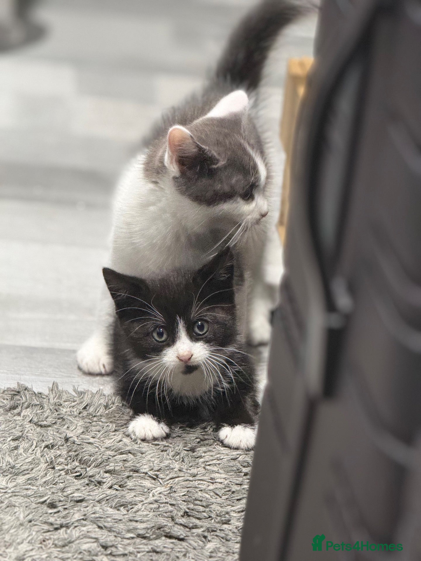 Mixed Breed cats 2 KITTENS LEFT *READY TO LEAVE NEXT WEEK* - Advert 2