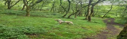 Mixed Breed dogs for sale: Russo-Bear in Warrington - Advert 15