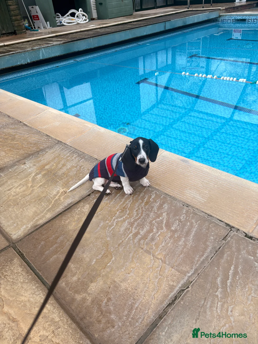 Miniature Dachshund dogs for sale: Mini piebald male dachshund sold  - Advert 2