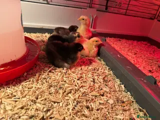 Chickens poultry Chicks Buffs and chocolate orpingtons 2 weeks - Advert 2