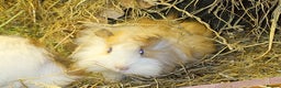 Guinea Pig rodents for sale: Peruvian Guinea pigs baby boys - Advert 3