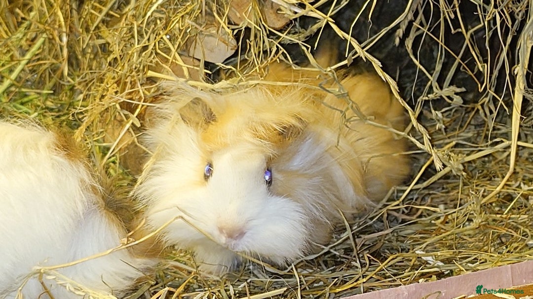 Guinea Pig rodents for sale: Peruvian Guinea pigs baby boys - Advert 3