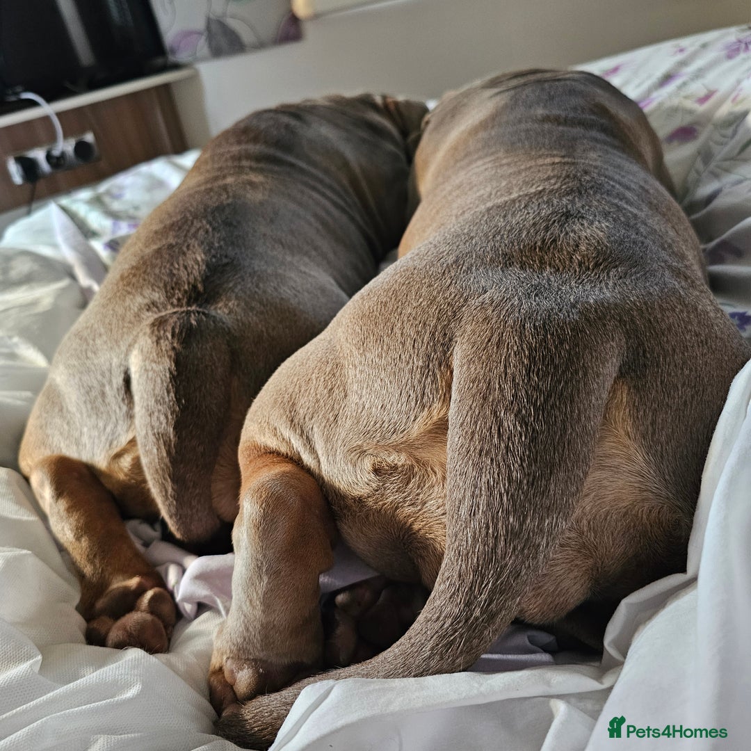 Mixed Breed dogs for sale: The tale of 2 sisters - Image 15