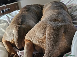 Mixed Breed dogs - Advert 3