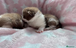 British Shorthair cats for sale: Beautiful British Shorthair Registered Kittens  - Image 6