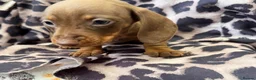 Miniature Dachshund dogs for sale: Miniature Dachsund puppies 3 boys 1 girl  - Advert 13