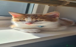 Mixed Breed cats for sale: White and ginger boy - Image 4