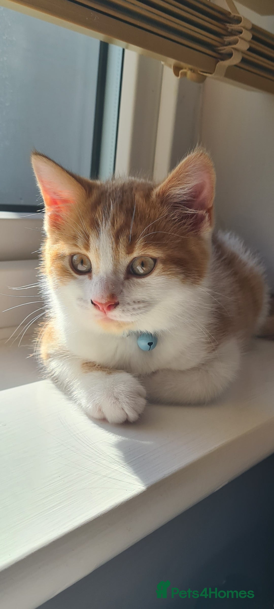 Mixed Breed cats for sale: White and ginger boy - Image 4