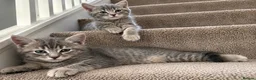 Bengal cats for sale: Twin Girl Bengal × Nebelung Kittens Ready Now in Brentford - Advert 4