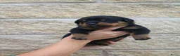 Rottweiler dogs for sale: Rottweiler Puppies  - Advert 4