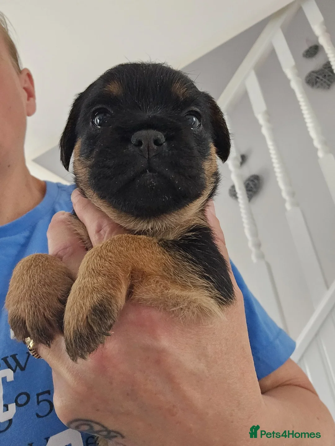 Border Terrier dogs for sale: Border terrier puppies  - Advert 2