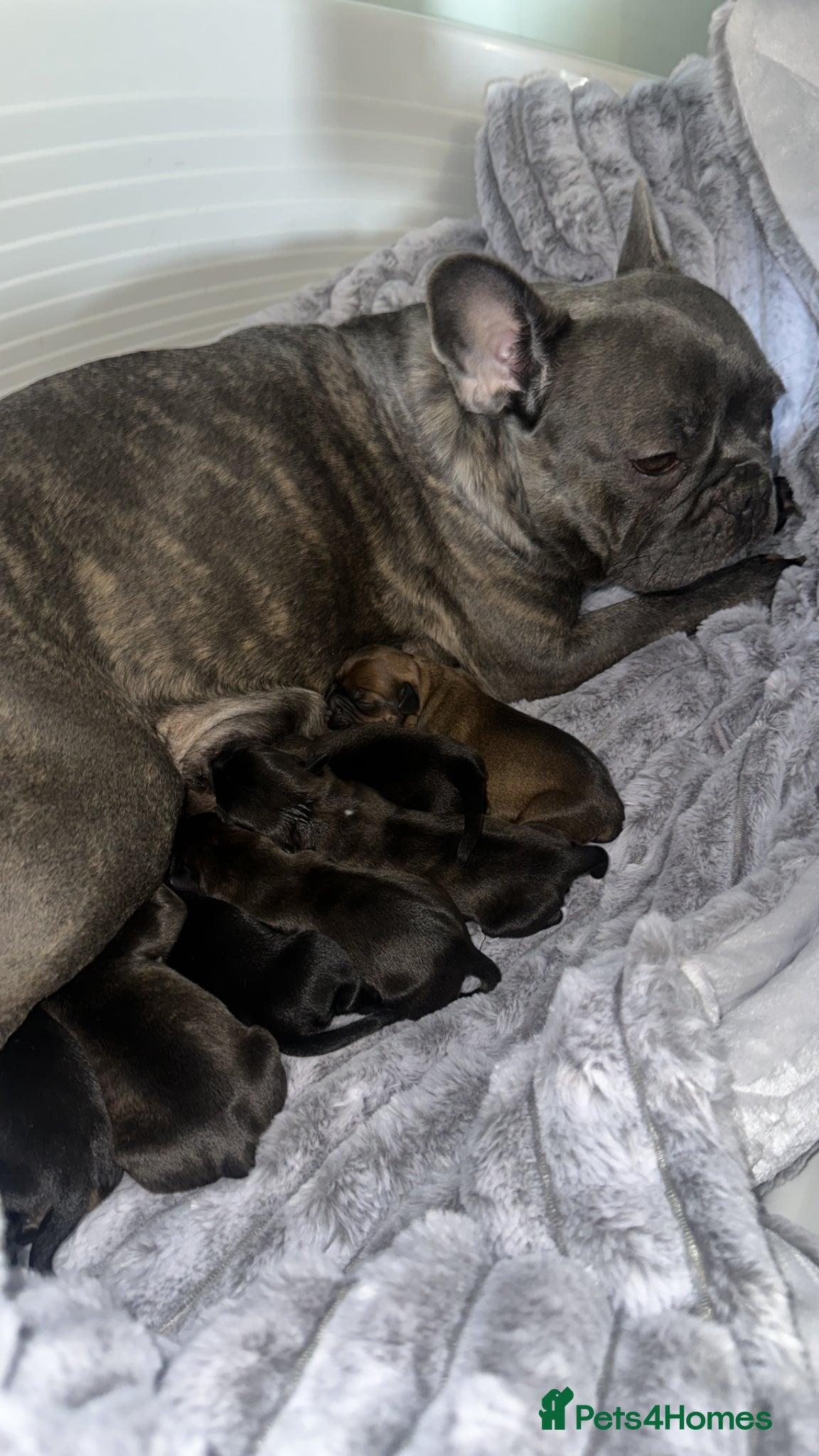 Mixed Breed dogs for sale: 6 Beautiful French Bull Jacks - Advert 1