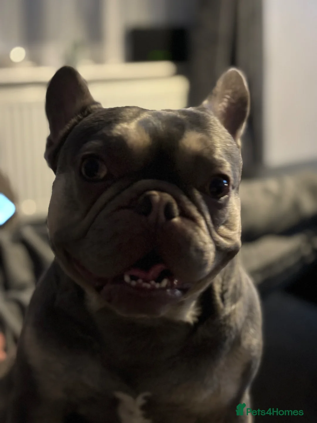 French Bulldog dogs for sale: Male French bulldog 2 years old  - Advert 5
