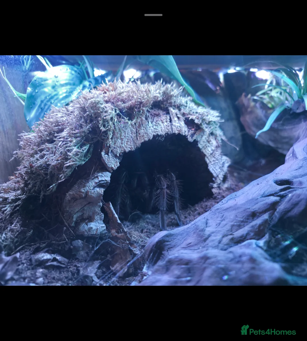 Tarantulas invertebrates for sale: Theraphosa Apophysis Pink Foot Goliath - AF CB19 - Advert 3