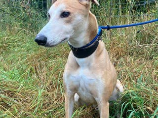 Lurcher dogs BAILEY, male lurcher in rescue in Halifax - Advert 8