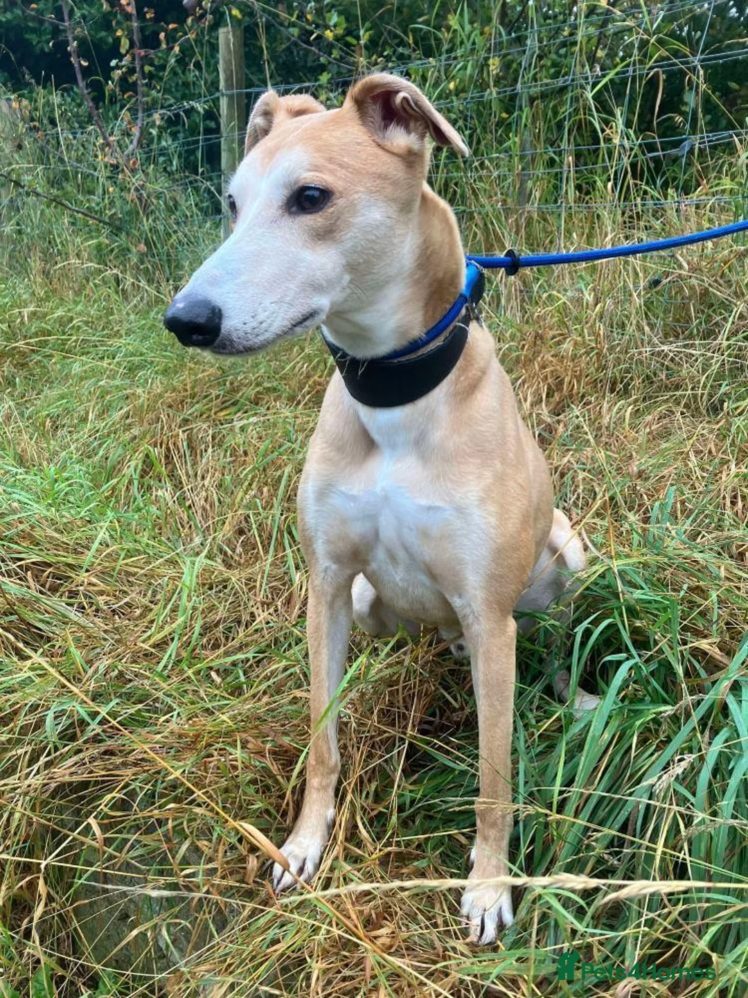 Lurcher dogs for adoption: BAILEY, male lurcher in rescue in Halifax - Advert 1