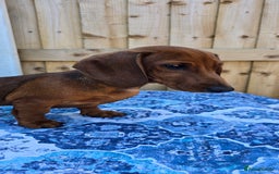 Dachshund dogs for sale: READY OUTSTANDING 2-QUALITY STANDARD RED GIRLS  in Goole - Image 1