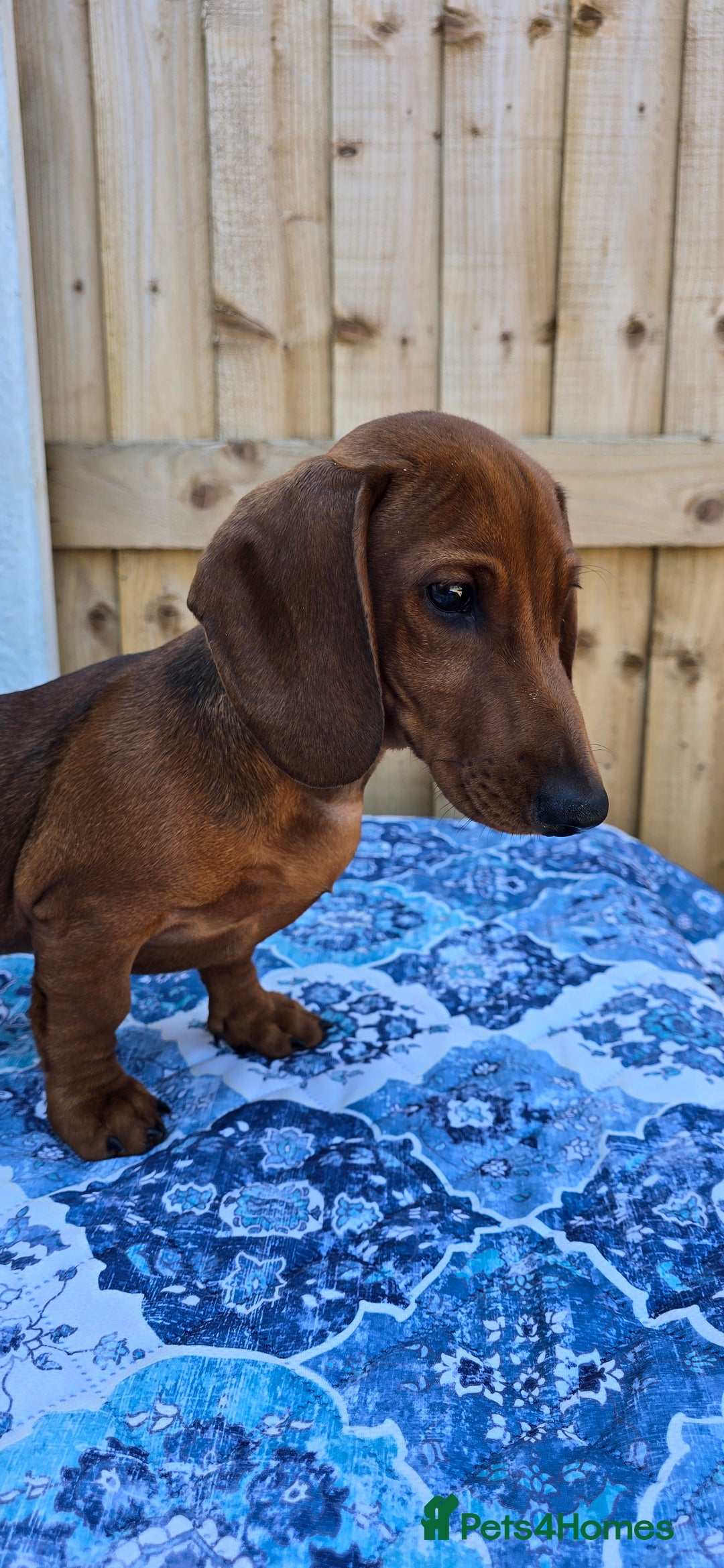 Dachshund dogs for sale: READY OUTSTANDING 2-QUALITY STANDARD RED GIRLS  in Goole - Image 1