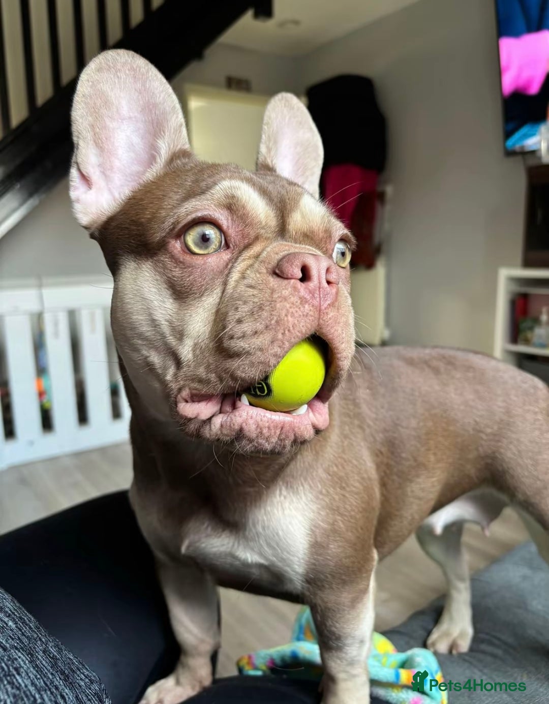 French Bulldog dogs for sale: QUALITY FRENCH BULLDOG PUPPIES - Advert 1