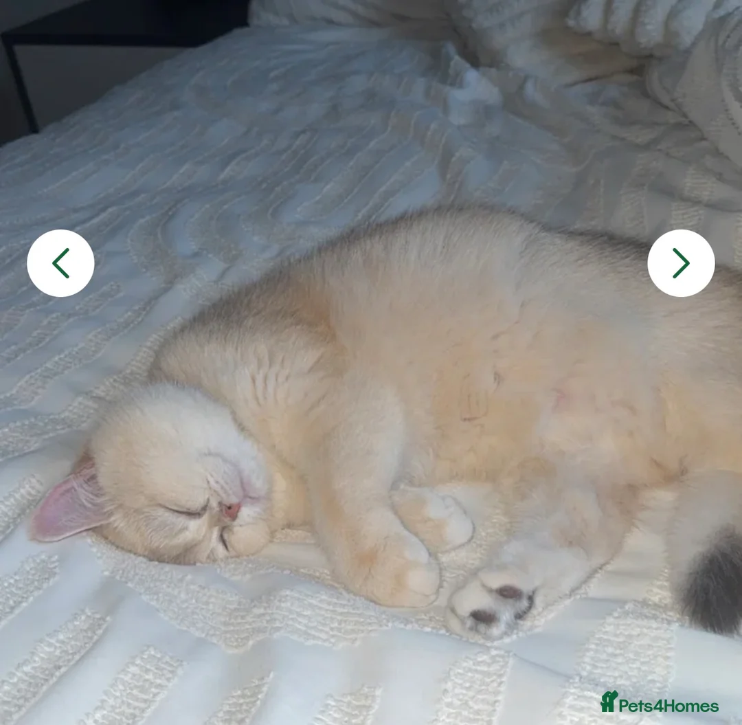 British Shorthair cats for sale: Golden Haired British Shorthair Female - Advert 8
