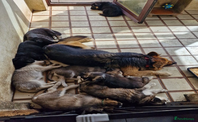 Shepsky dogs in Falkirk - Advert 1