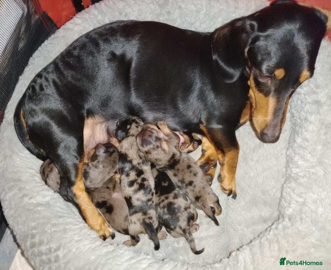Miniature Dachshund dogs for sale: Stunning silver dapple miniature dachshunds  - Image 15