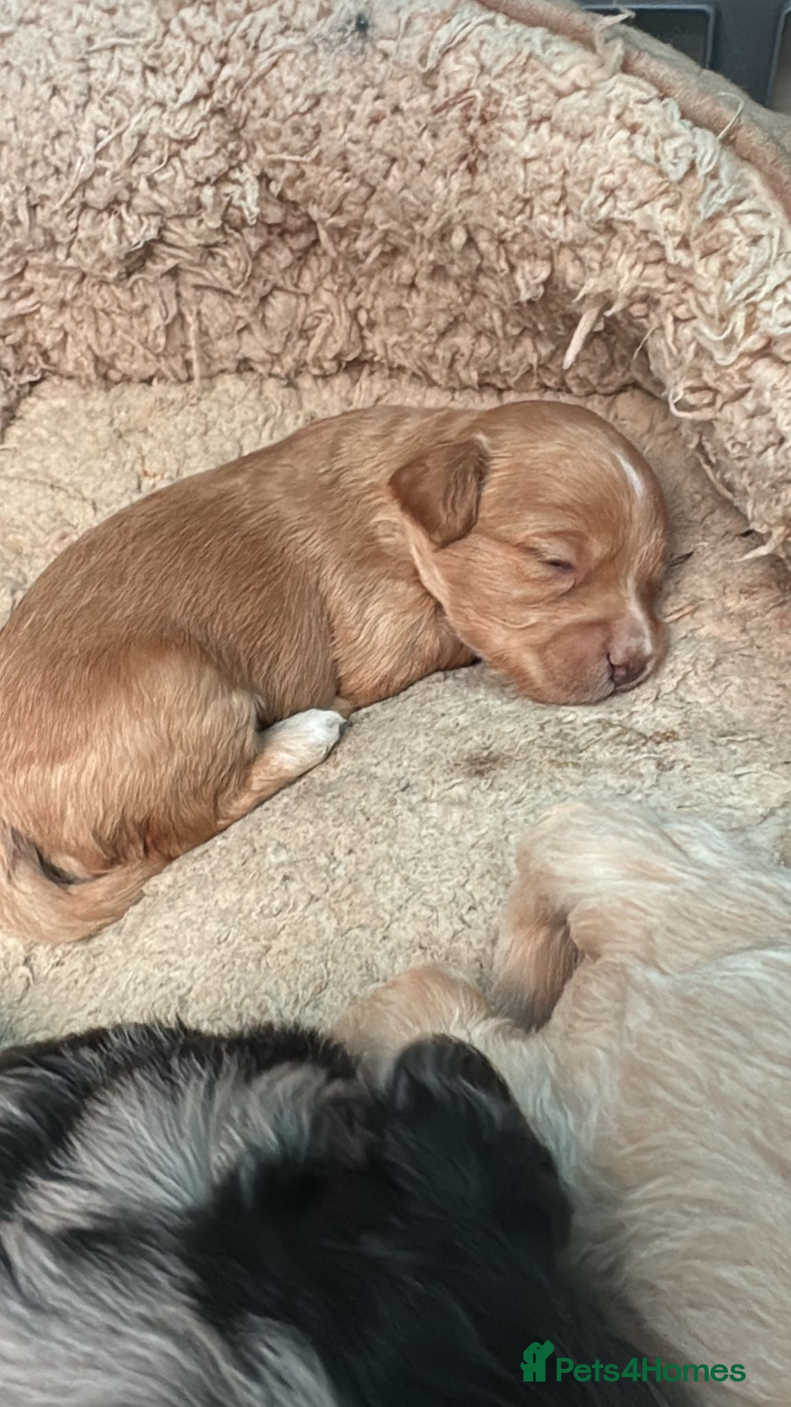 Mixed Breed dogs 2 Mini cockapoo puppies. Reserve yours now! - Advert 14