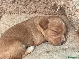 Mixed Breed dogs 2 Mini cockapoo puppies. Reserve yours now! - Advert 14