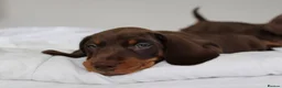Miniature Dachshund dogs for sale: Miniature Dachshund puppies  - Advert 12