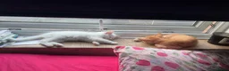 Mixed Breed cats for sale: Bonded kittens for sale  in Southampton - Advert 5