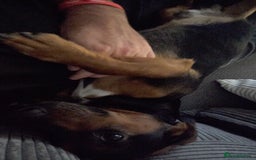 Mixed Breed dogs for sale: Bruno 2 years old - Image 6