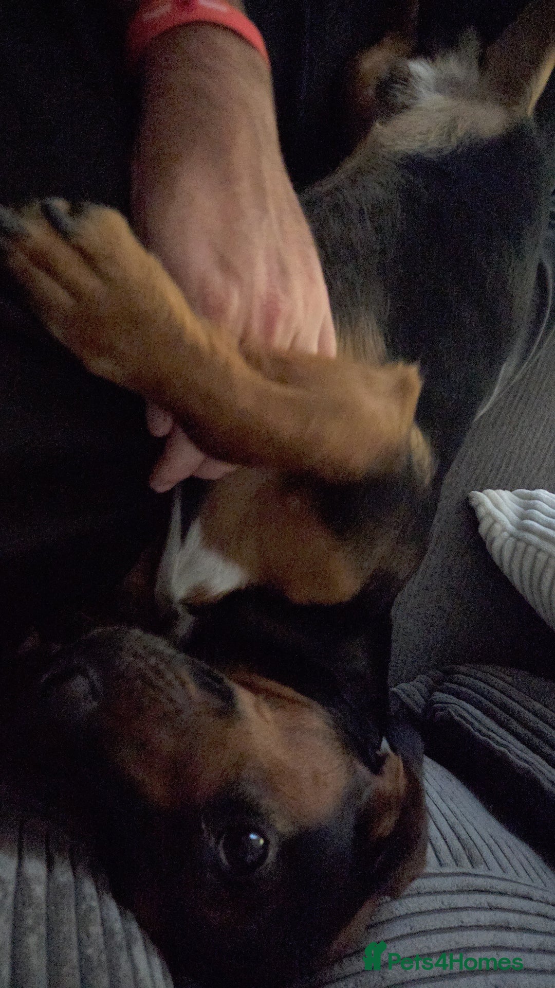 Mixed Breed dogs for sale: Bruno 2 years old - Image 6