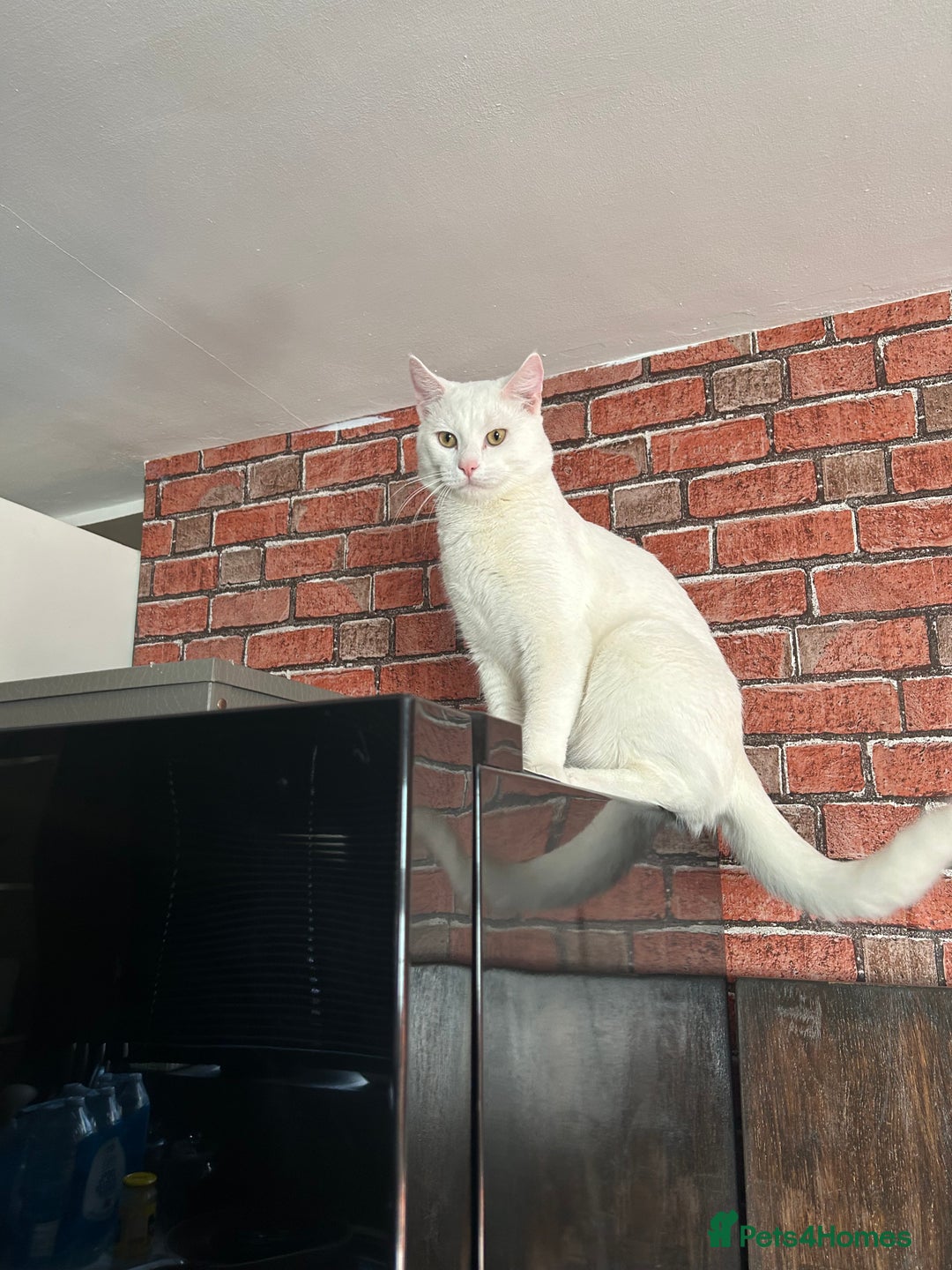 American Shorthair cats for sale: Beautiful 1-Year-Old Full White Male Cat  - Image 5