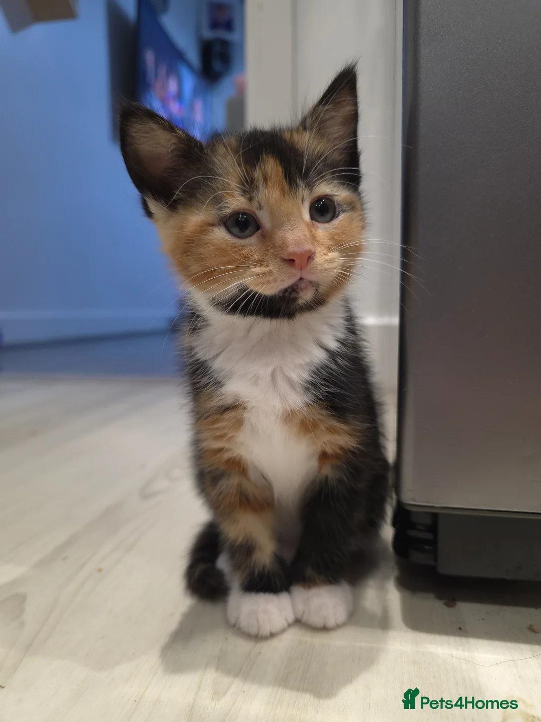 Mixed Breed cats for sale: Beautiful Kittens (Ready in 2 weeks) in Wakefield - Advert 2