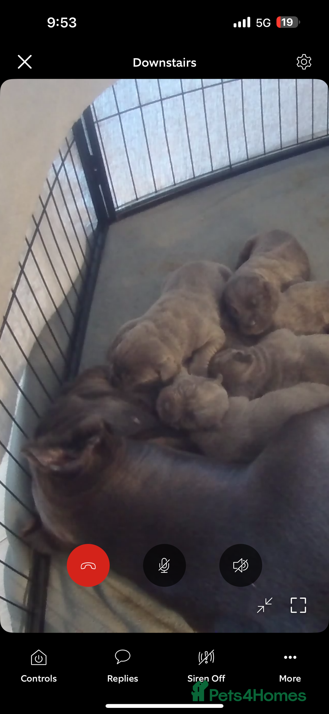 Cane Corso dogs for sale: Cane Corso Puppies **5 Male 2Female Left** - Advert 13
