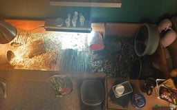 Hermann Tortoise reptiles for sale: echo - herman’s tortoise with enclosure  - Image 8