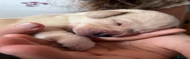 Labrador Retriever 1