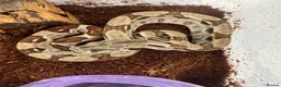 Boa Snake reptiles for sale: Common boas for sale  in Birmingham - Advert 8