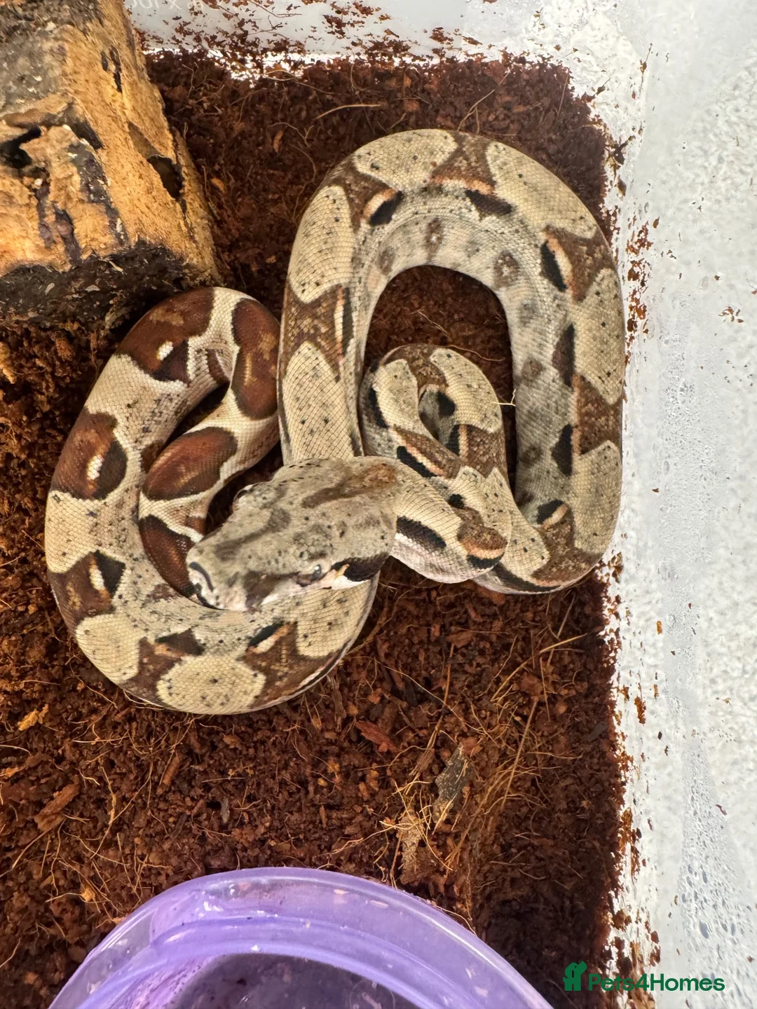 Boa Snake reptiles for sale: Common boas for sale  in Birmingham - Advert 8
