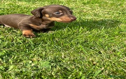 Miniature Dachshund dogs for sale: Beautiful Miniature chocolate & Dapple Puppies - Image 9