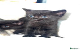 British Longhair cats for sale: Adorable Kittens Looking for Loving Homes - Image 4