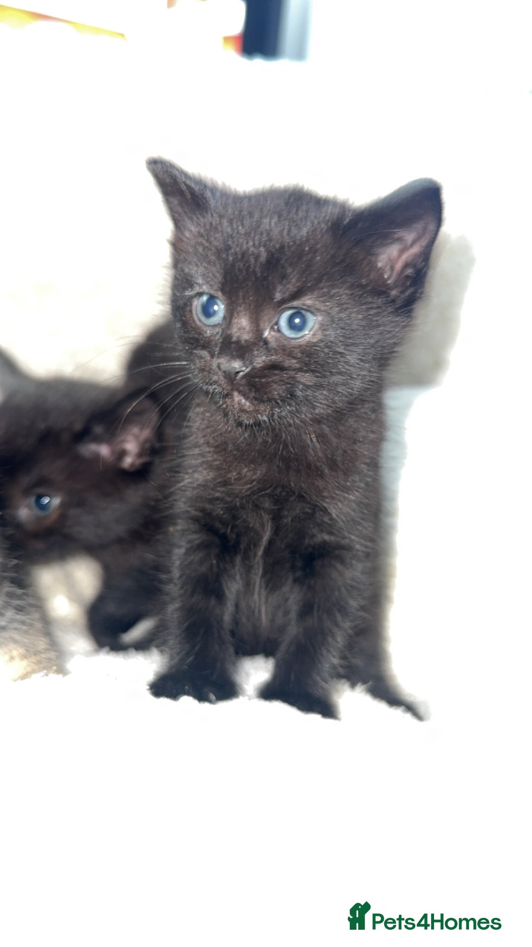 British Longhair cats for sale: Adorable Kittens Looking for Loving Homes - Image 4