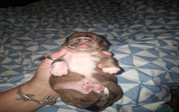 Chiweenie dogs for sale: Chweenies  - Image 9
