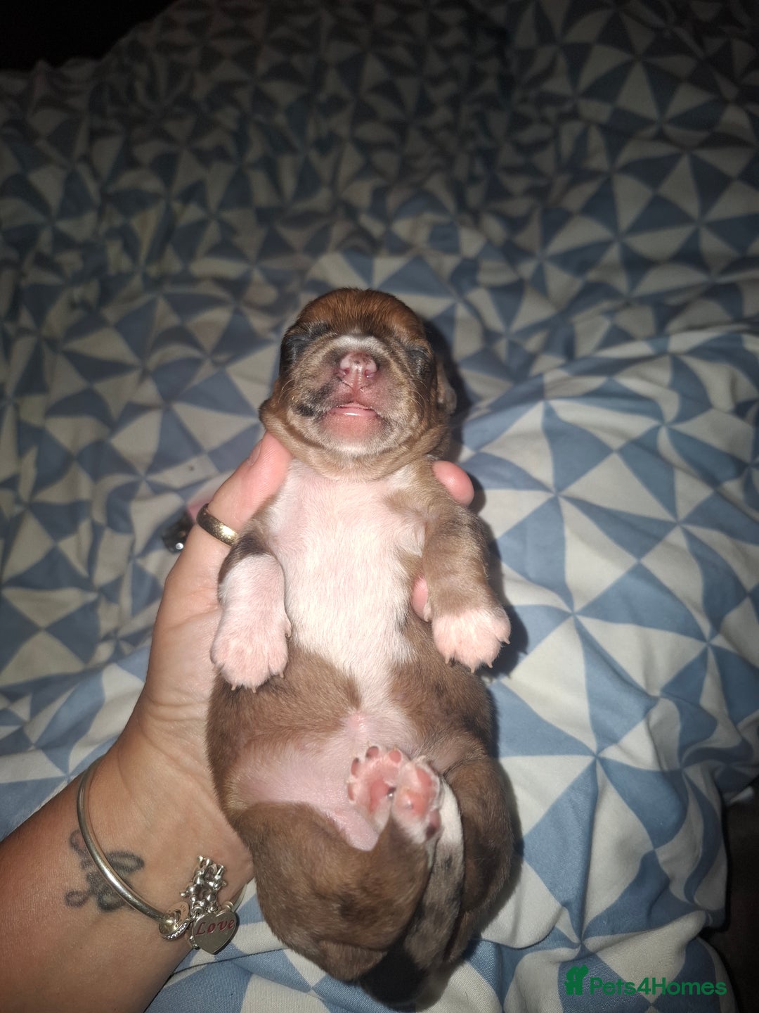 Chiweenie dogs for sale: Chweenies  - Image 9