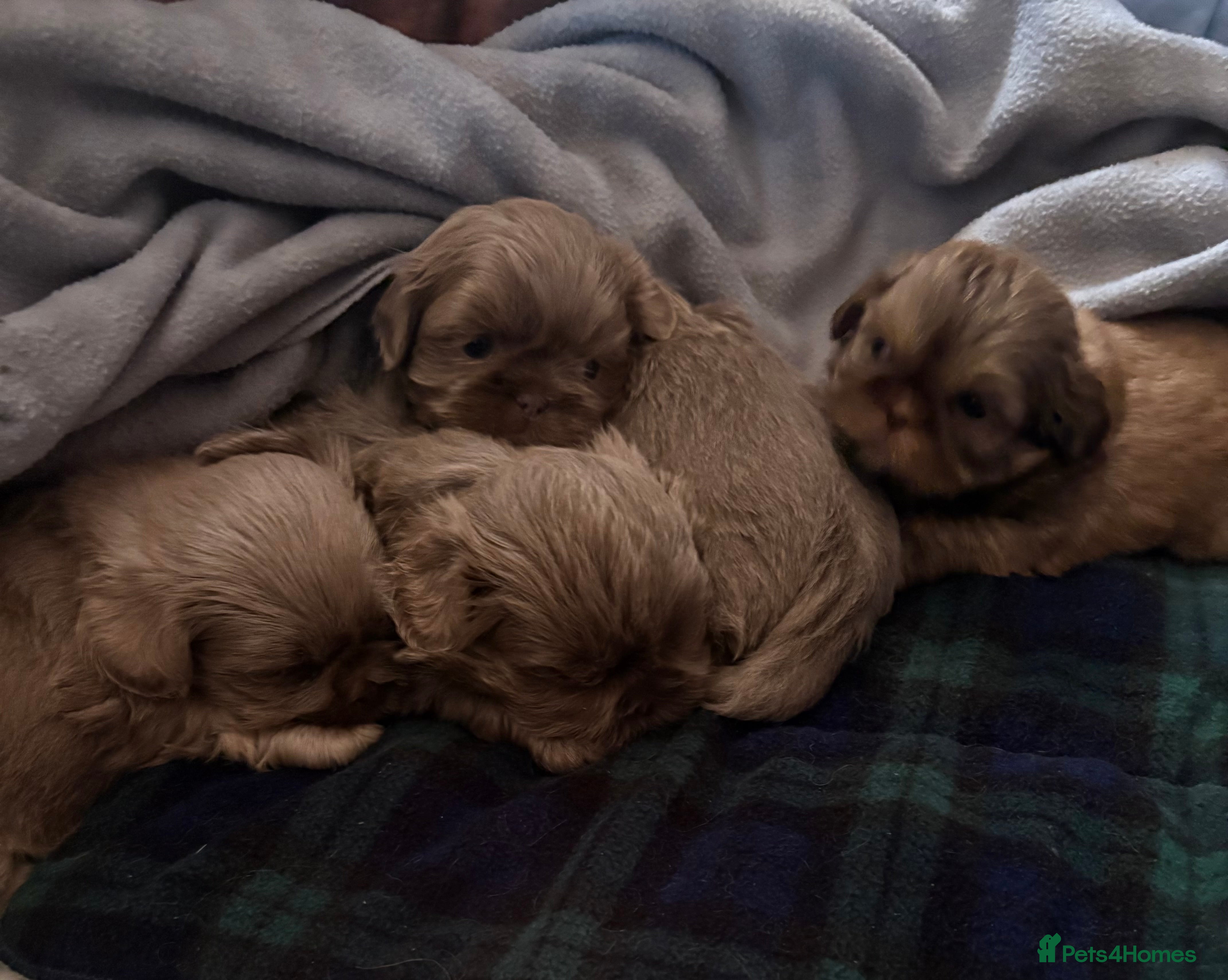 Shih Tzu dogs 4 beautiful stunning lilac shih tzu puppies  - Advert 1