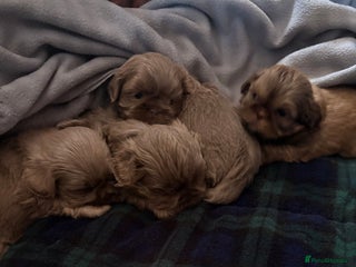 Shih Tzu dogs 4 beautiful stunning lilac shih tzu puppies - Advert 1