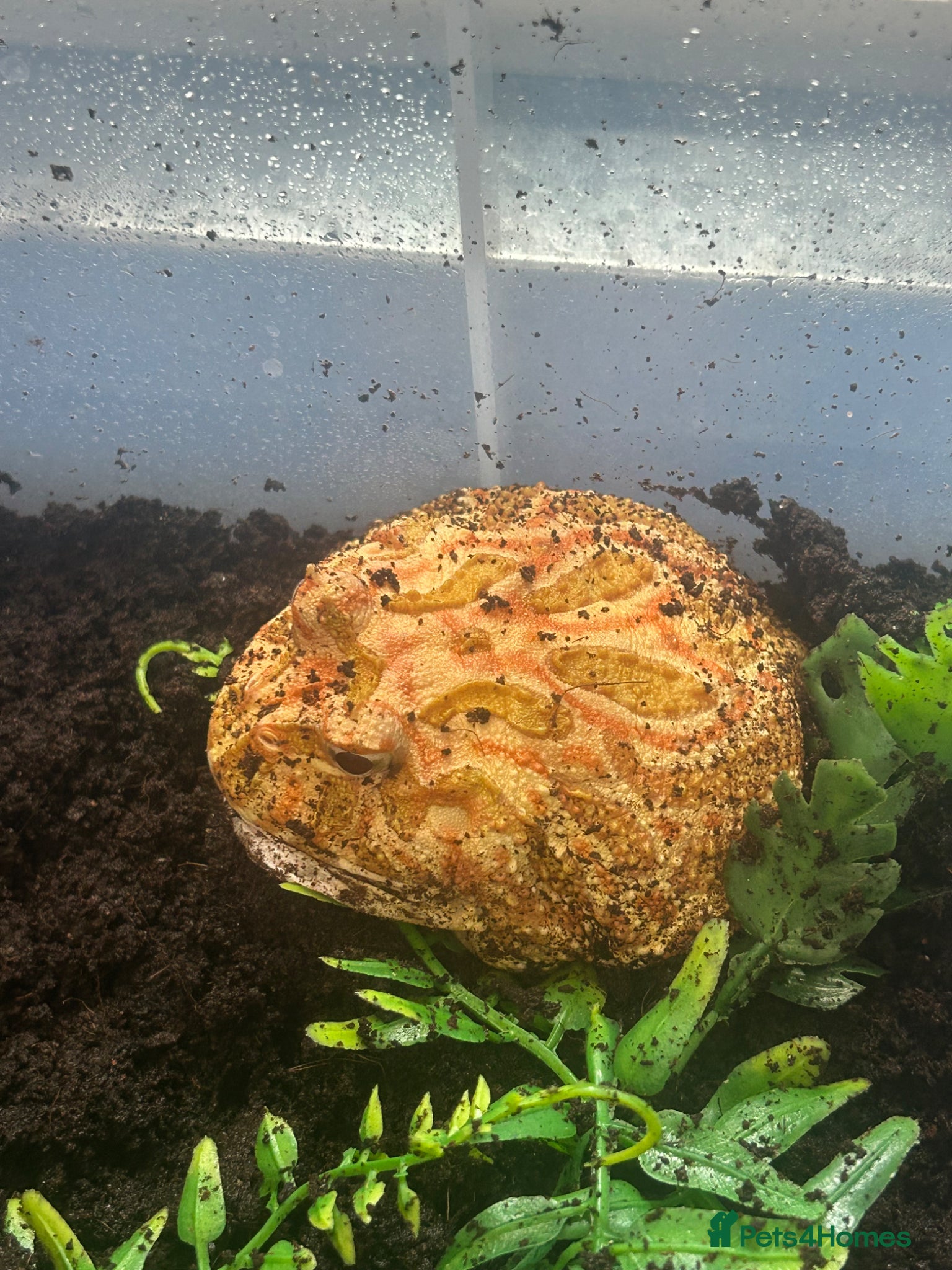 Frog reptiles Adult male apricot horned frog/pacman frog - Advert 11