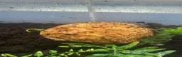 Frog reptiles for sale: Adult male apricot horned frog/pacman frog in Sutton Coldfield - Advert 1