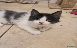 Mixed Breed cats for sale: Mixed breed male kittens  - Image 2