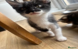 Mixed Breed cats for sale: Kittens  - Image 26